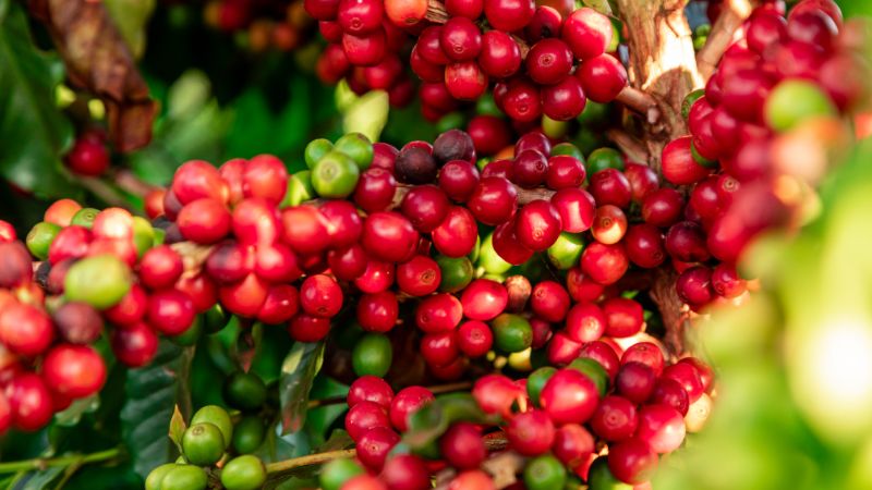 Giá cà phê thế giới Giá cà phê thế giới