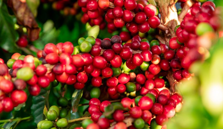 Giá cà phê hôm nay 27/3/2025: Giảm 2.000 đồng/kg