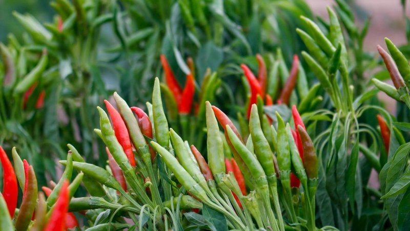 Giá ớt hôm nay 27/03/2025 mới nhất