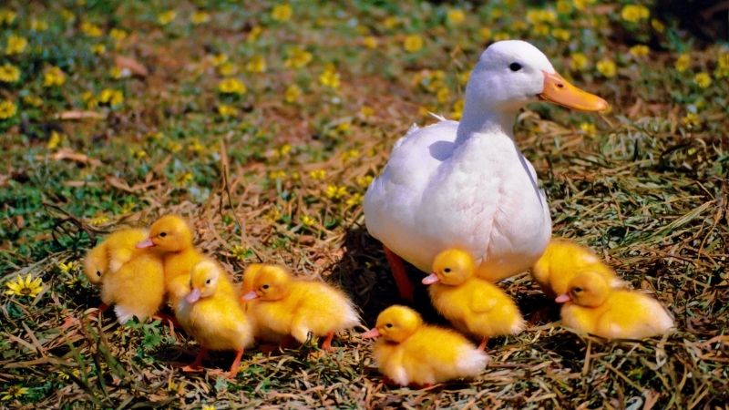 Giá vịt hôm nay 28/03 Giá vịt hôm nay 28/03