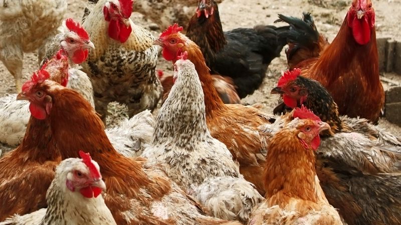 Dự báo và nhận định Dự báo và nhận định