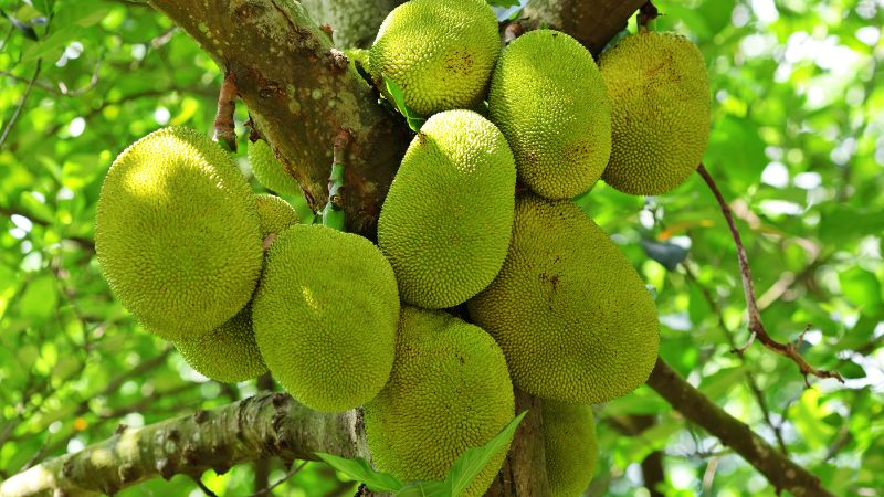 Cách giúp cây mít "trẻ dai", có trái bán nhiều lần Cách giúp cây mít "trẻ dai", có trái bán nhiều lần