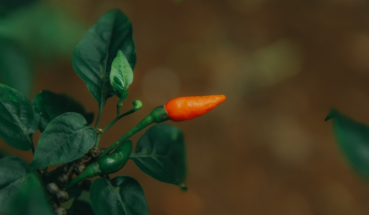 Giá ớt hôm nay 28/03/2025: Tiếp tục tăng thêm