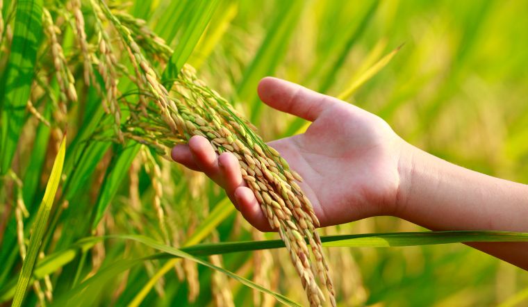Giá lúa gạo hôm nay 28/3/2025: Không thay đổi