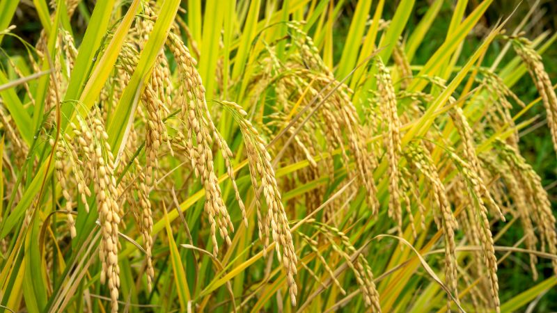 Giá lúa gạo trong nước hôm nay