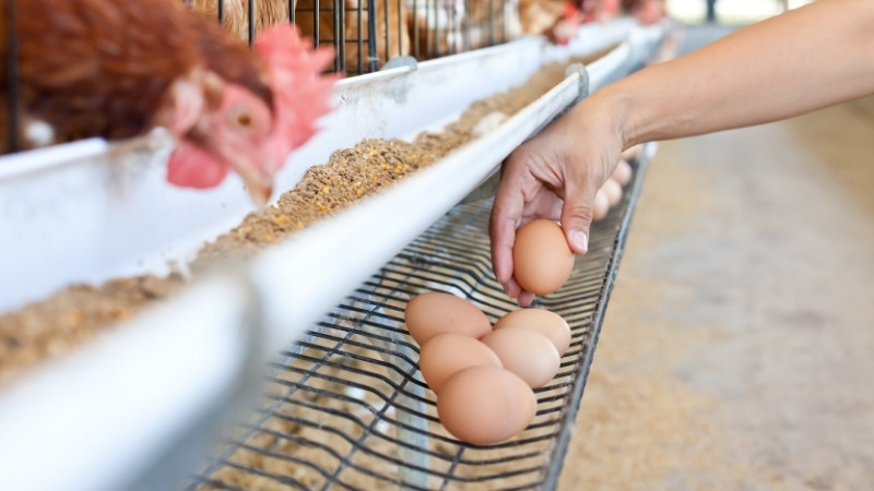 Giá trứng gà hôm nay 29/03 Giá trứng gà hôm nay 29/03