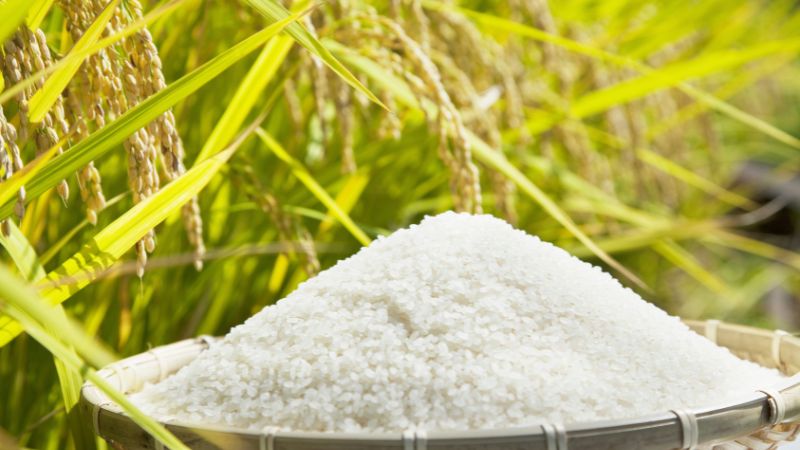 Giá lúa gạo trong nước hôm nay