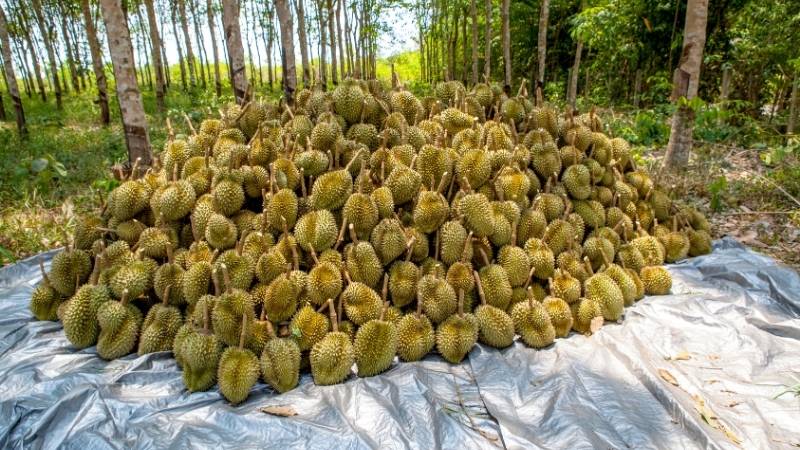 Dự báo và nhận định Dự báo và nhận định