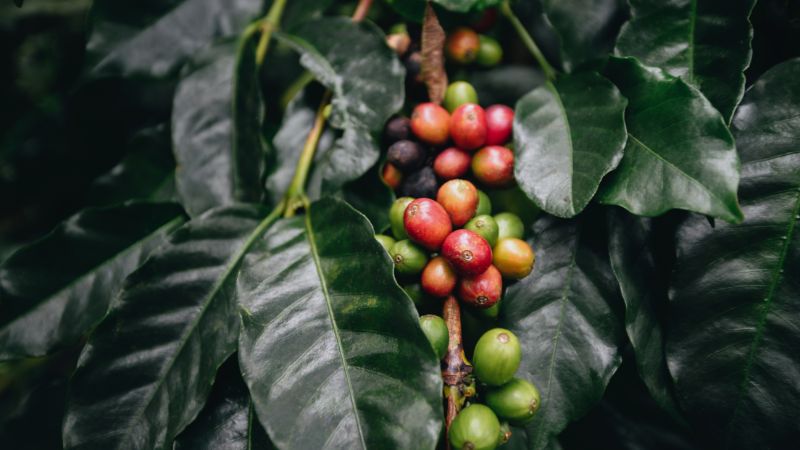 Giá cà phê trong nước Giá cà phê trong nước