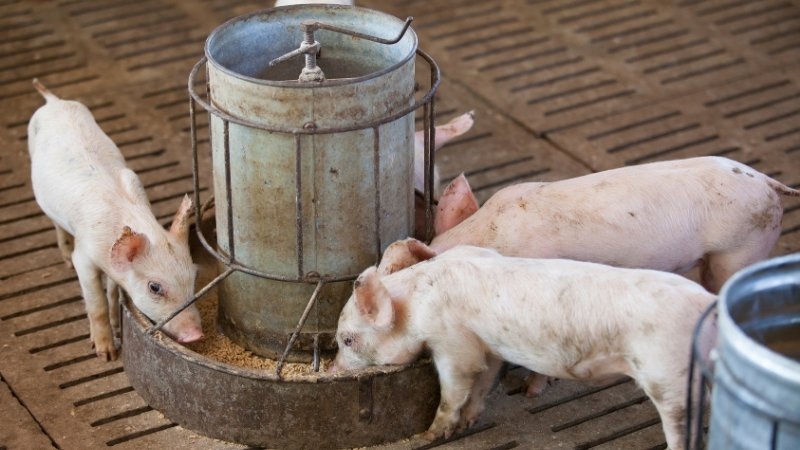 Dự báo và nhận định