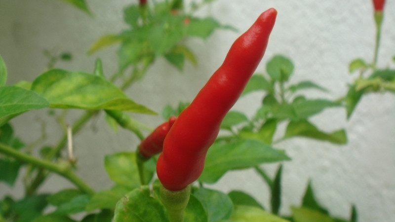 Dự báo và nhận định