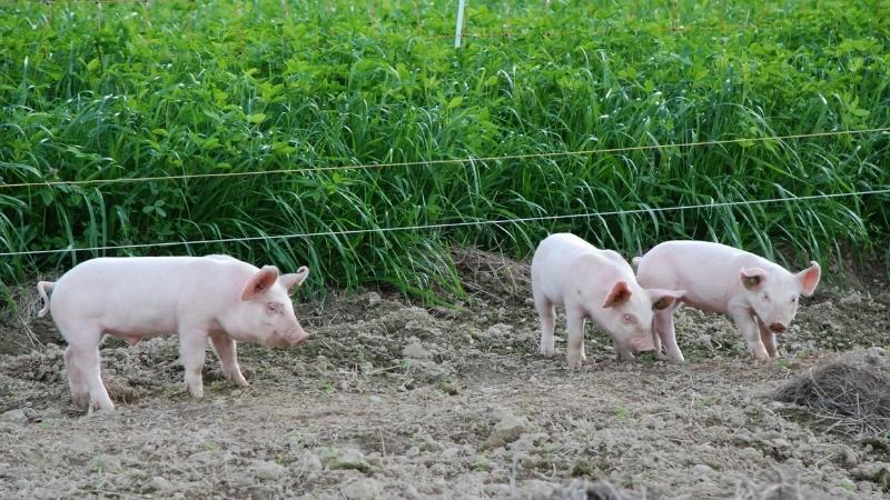 Giá heo hơi hôm nay 31/03/2025 trong nước