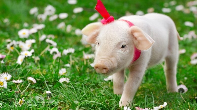 Dự báo và nhận định