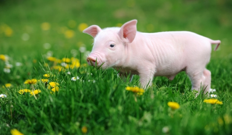 Giá heo hơi hôm nay 31/03/2025: Miền Trung giảm mạnh; Bắc và Nam giảm nhẹ