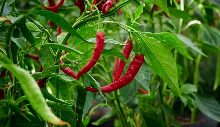 Giá ớt hôm nay 31/03/2025: Sốt giá ớt các nơi