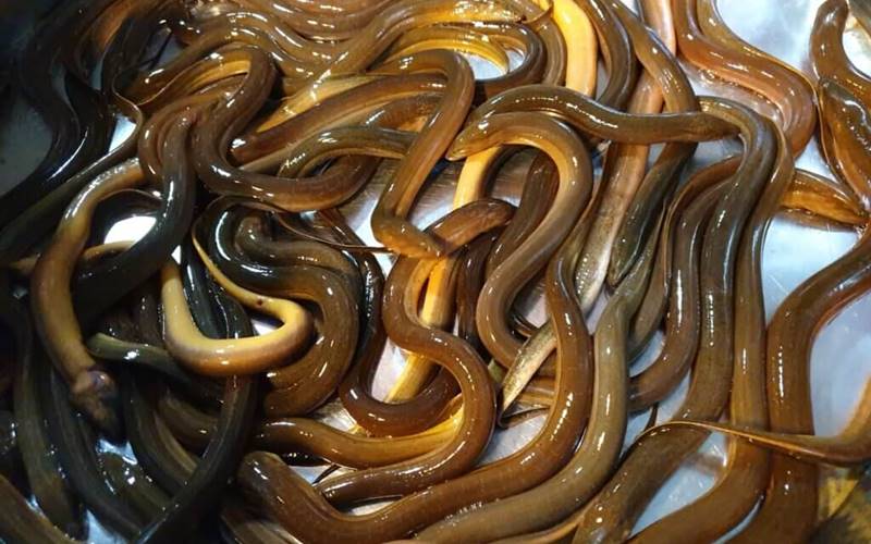 Những ai không nên ăn lươn?