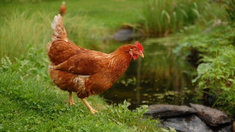 Yếu tố ảnh hưởng Yếu tố ảnh hưởng