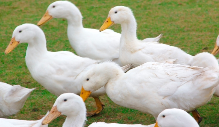 Giá gia cầm hôm nay 01/04/2025: Không thay đổi đầu tháng