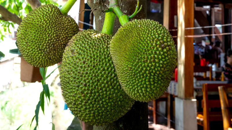 Các bệnh thường gặp ảnh hưởng đến năng suất mít Thái Các bệnh thường gặp ảnh hưởng đến năng suất mít Thái