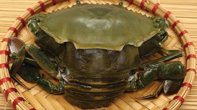 Cua lột là gì?