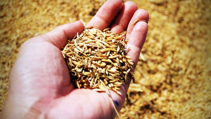 Giá lúa gạo trong nước hôm nay