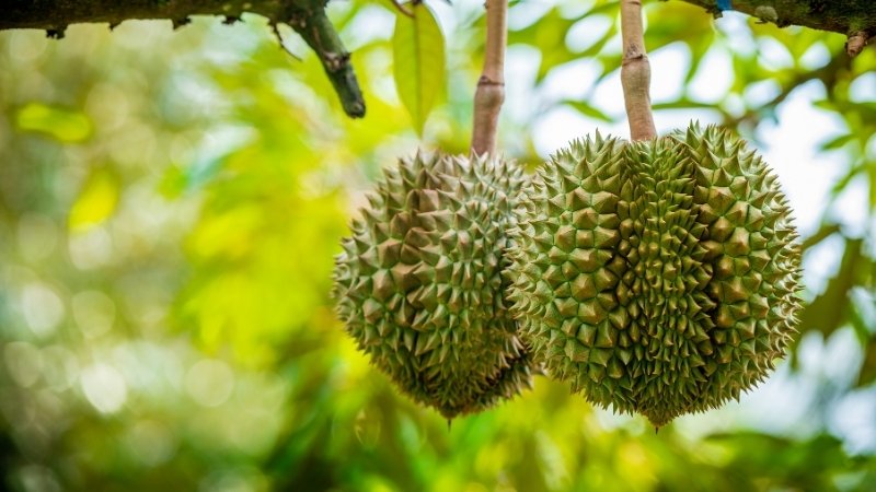 Giá sầu riêng hôm nay trong nước Giá sầu riêng hôm nay trong nước