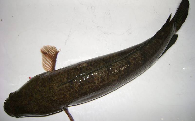 Cách khử mùi tanh cho cá trước khi luộc