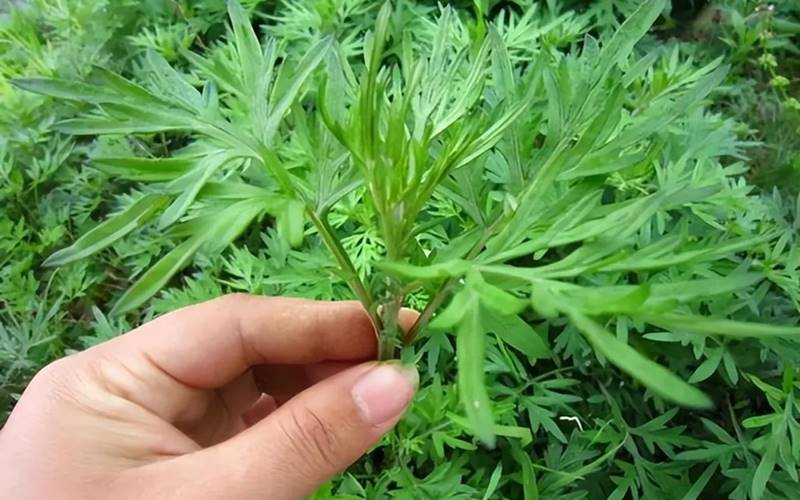 Luộc cá lóc với ngải cứu