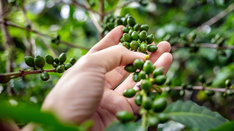 Giá cà phê thế giới Giá cà phê thế giới