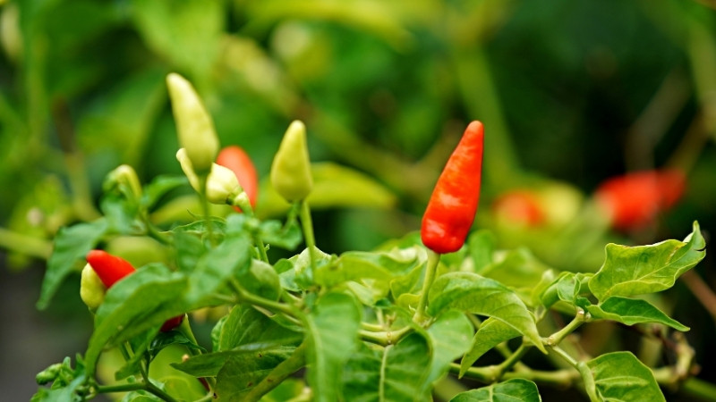 Giá ớt hôm nay 02/04/2025 mới nhất