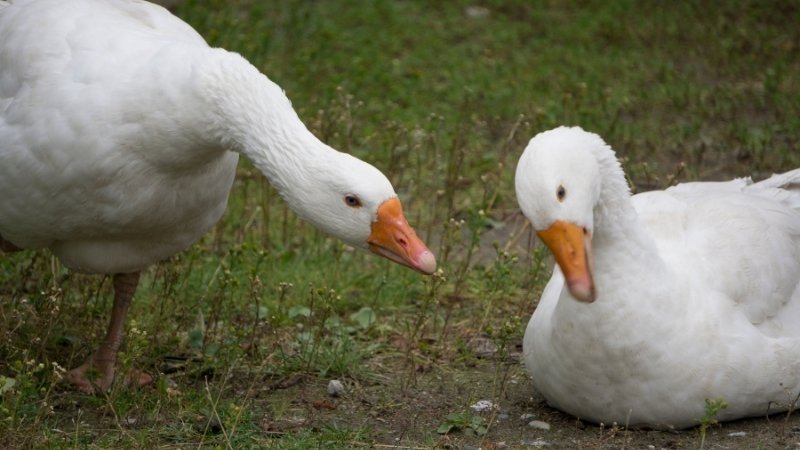 Giá vịt hôm nay 02/04