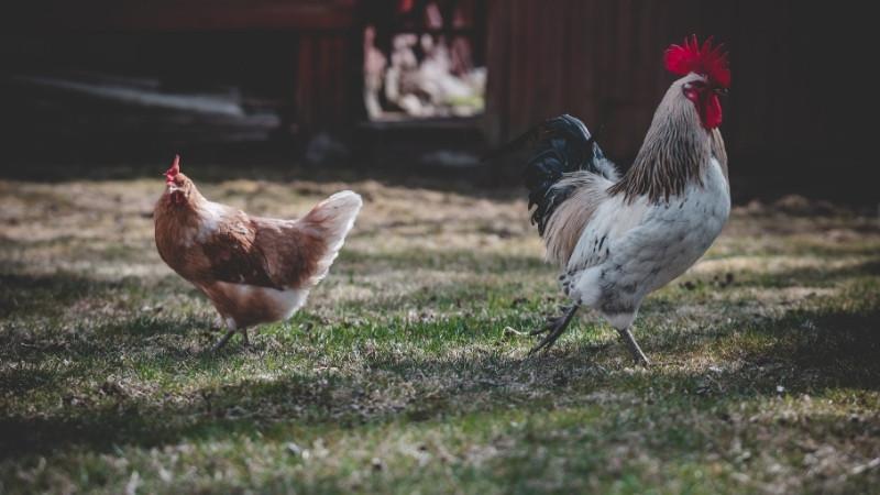 Yếu tố ảnh hưởng