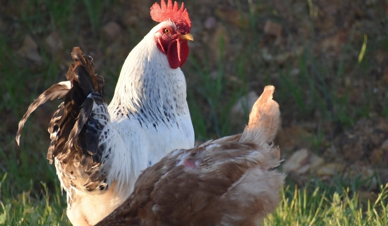 Giá gia cầm hôm nay 02/04/2025: Biến động ở một số địa phương