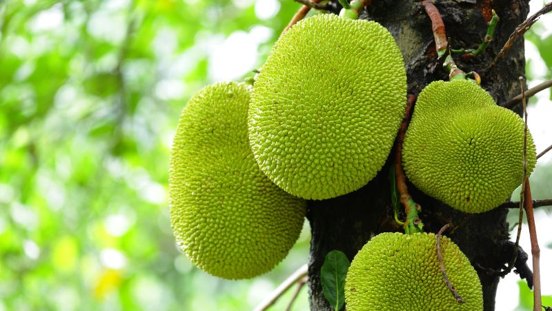 Mẹo lựa mít Thái ngon, chất lượng Mẹo lựa mít Thái ngon, chất lượng