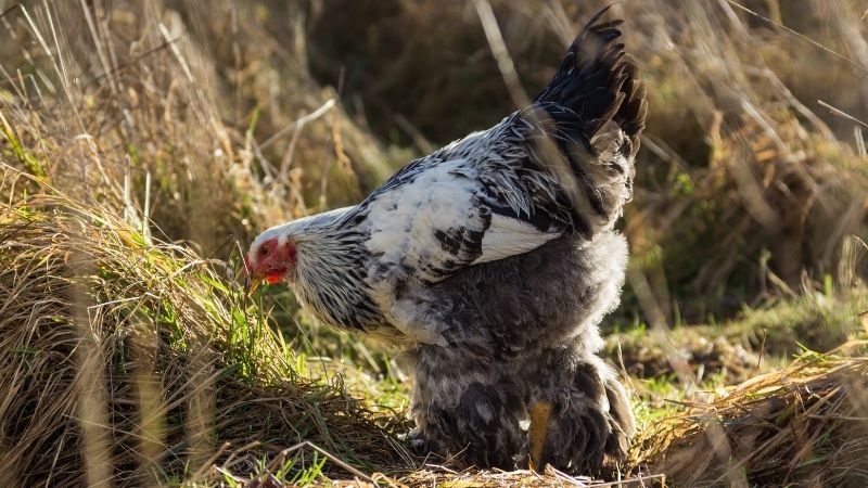 Giá gà hôm nay 03/04