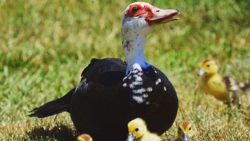 Giá vịt hôm nay 03/04