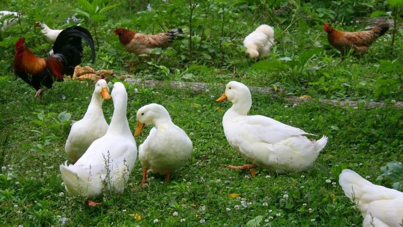 Tình hình thị trường giá gia cầm ngày 03/04/2025