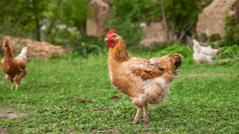 Yếu tố ảnh hưởng