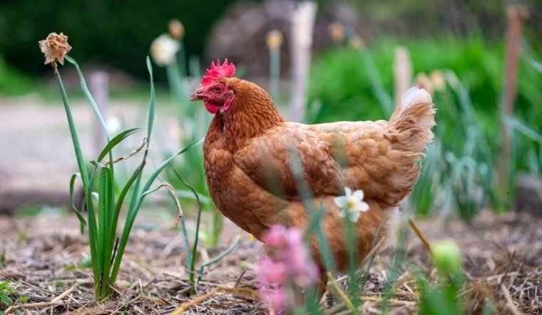 Giá gia cầm hôm nay 03/04/2025: Vịt Cần Thơ tặng nhẹ 1.000 VNĐ/kg