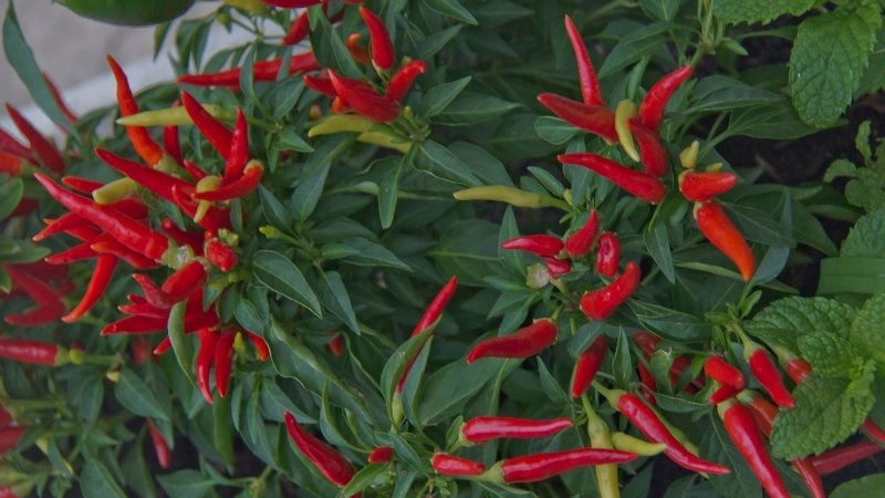 Tình hình thị trường và yếu tố ảnh hưởng