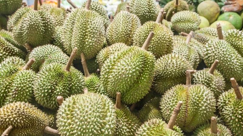 Giá sầu riêng hôm nay trong nước Giá sầu riêng hôm nay trong nước