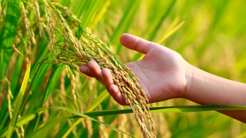 Giá lúa gạo trong nước hôm nay