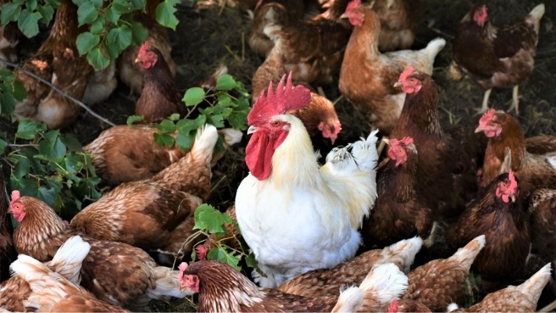 Giá gà hôm nay 04/04