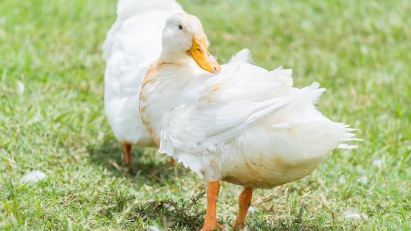 Giá vịt hôm nay 04/04