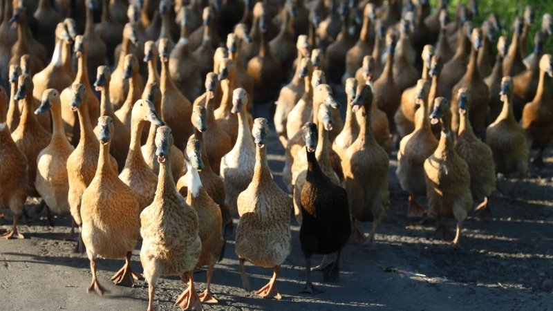 Tình hình thị trường giá gia cầm ngày 04/04/2025