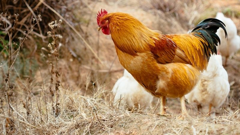 Yếu tố ảnh hưởng