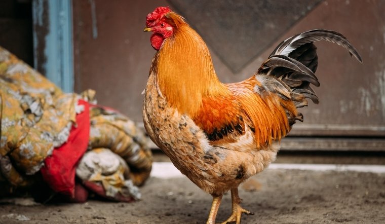 Giá gia cầm hôm nay 04/04/2025: Vịt miền Bắc tăng, miền Nam giảm nhẹ