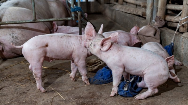 Giá heo hơi hôm nay 04/04/2025 trong nước