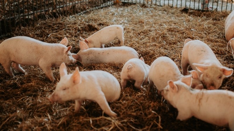 Tình hình thị trường và yếu tố ảnh hưởng