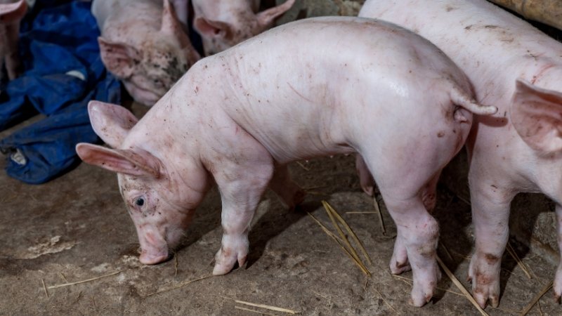 Dự báo và nhận định